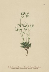 Drave de Johann (Draba Johannis) - German School