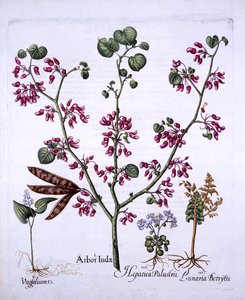 Arbre de Judas, muguet, lunaire, hépatiques, de Hortus Eystettensis, par Basil Besler, pub. 1613