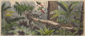Jungle au Brésil