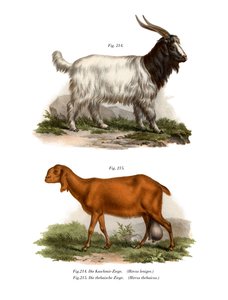 Chèvre du Cachemire, 1860