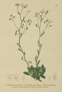 Kernera (Kernera saxatilis, Cochlearia saxatilis)