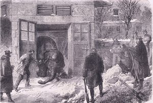 Tuer un éléphant pour se nourrir au Jardin d