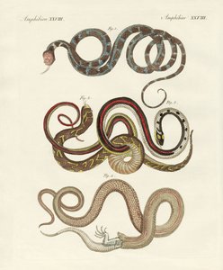 Types de colubridés
