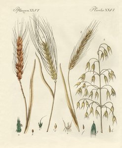 Types de grains - German School