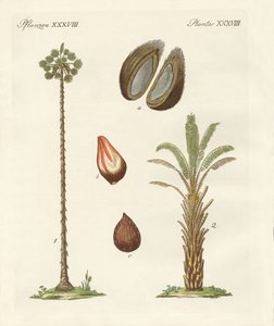 Types de palmiers - German School