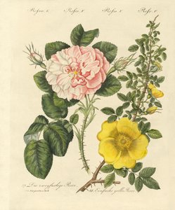 Types de roses