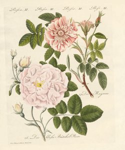 Types de roses