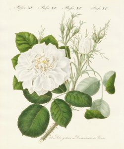 Types de roses
