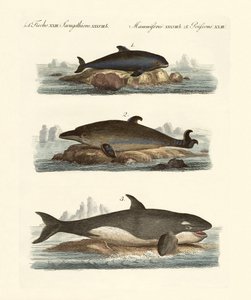 Types de baleines