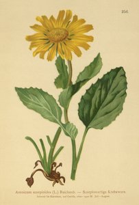 Doronic à grandes fleurs (Aronicum scorpioides, Doronicum grandiflorum)