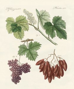 Raisins grands et petits - German School
