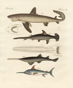 Grands poissons de proie - German School