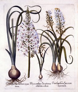 Jacinthe tardive et étoile de Bethléem, de Hortus Eystettensis, par Basil Besler, pub. 1613