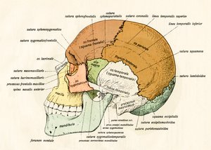 Diagramme latéral des os du crâne humain