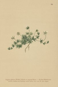 Sagine glabre (Sagina glabra, Sagina repens)