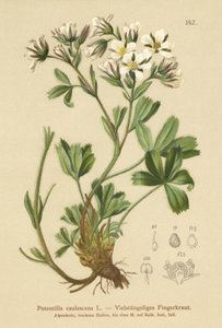Potentille lâche (Potentilla caulescens)