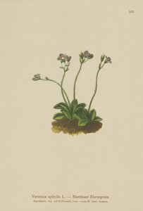 Véronique sans feuilles (Veronica aphylla)