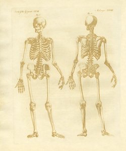 Structure des jambes des corps humains