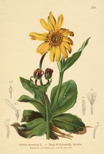 Arnica des montagnes
