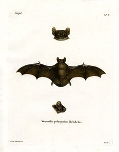 Noctule petit