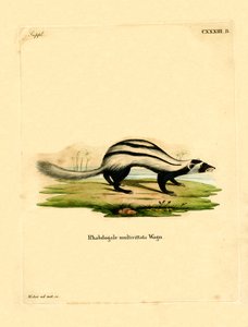 Zorille rayée de Libye