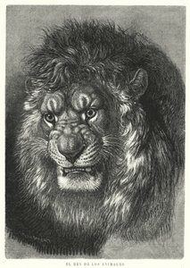 Lion : roi des animaux - German School