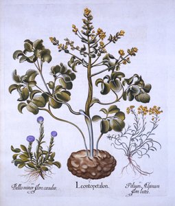 Feuille de lion et fleurs alpines, de Hortus Eystettensis, par Basil Besler, pub. 1613 - German School