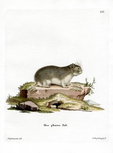 Petit hamster gris
