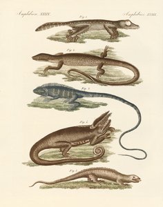Lézards