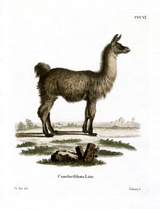 Lama