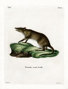 Bandicoot à long nez - German School
