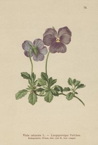 Violette à éperon long (Viola calcarata) - German School