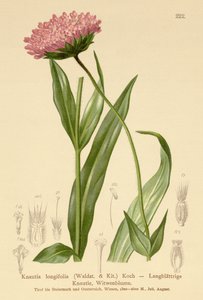 Knautie à longues feuilles (Knautia longifolia) - German School