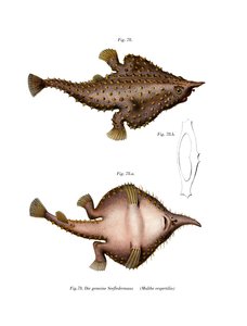 Poisson chauve-souris à long nez