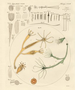 Loupe et amusements microscopiques