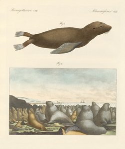 Mammifères