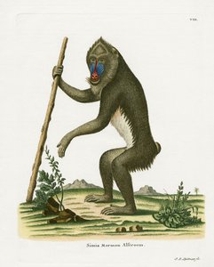 Mandrill - German School