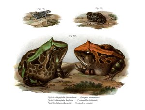 Grenouille marbrée à quatre yeux
