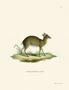 Dik-Dik de Maxwell