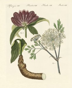 Plantes médicinales