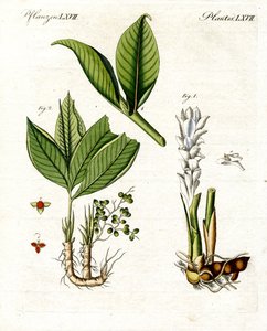 Plantes médicinales