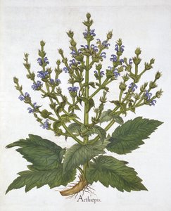 Sauge méditerranéenne, de "Hortus Eystettensis", par Basil Besler