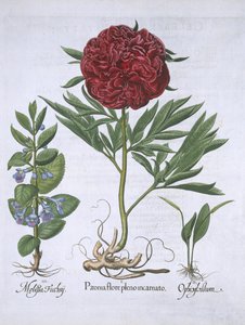 Mélisse, pivoine et odontoglossum, de Hortus Eystettensis par Basil Besler (1561-1629) publié en 1613