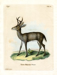 Cerf mexicain