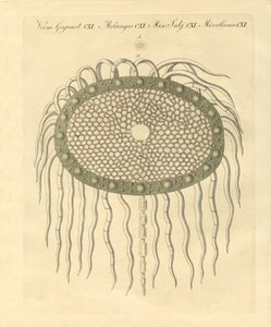 Image microscopique du trou du chardon sans plume