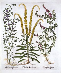 Mignonette, Pennyroyal et Marsh Mint, de Hortus Eystettensis, par Basil Besler, pub. 1613