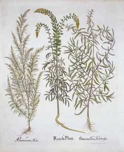 Mignonette, Southernwood et Tarragon, de Hortus Eystettensis, par Basil Besler, pub. 1613