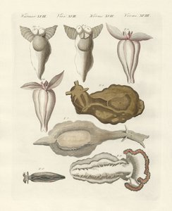 Mollusques - German School