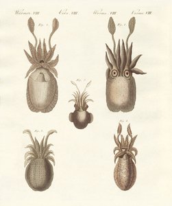 Mollusques ou vers mous - German School