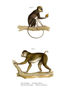 Singe mona, 1860